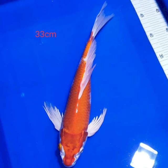 Kumpay kohaku 33cm 