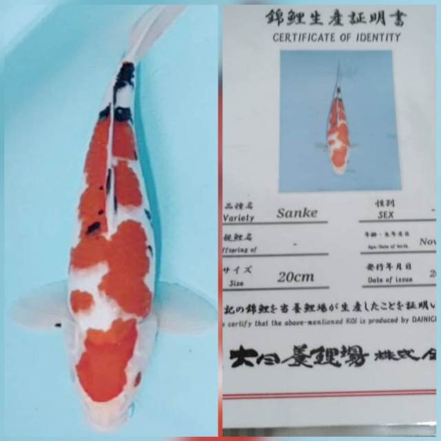 36cm maruten red strong sanke muanteeb serty dainichi japan