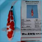 36cm maruten red strong sanke muanteeb serty dainichi japan