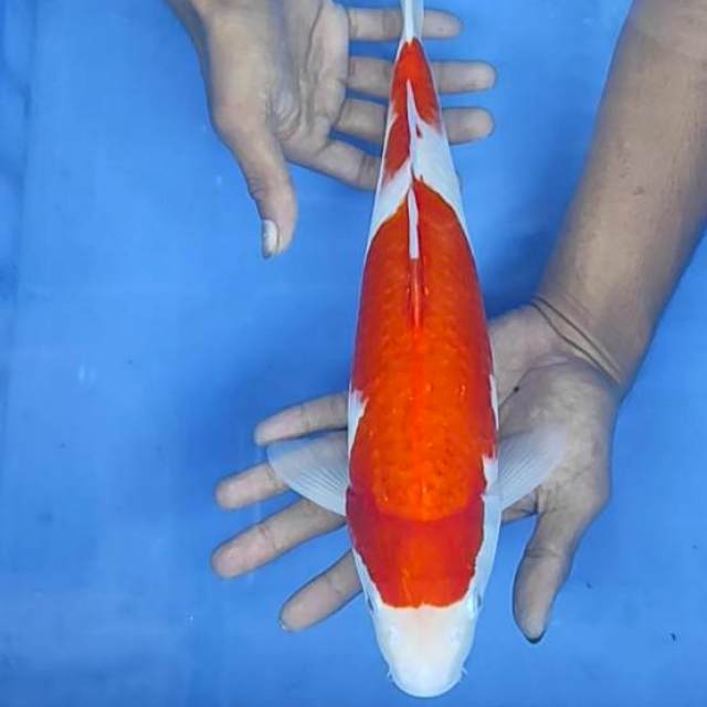 Kohaku 35cm