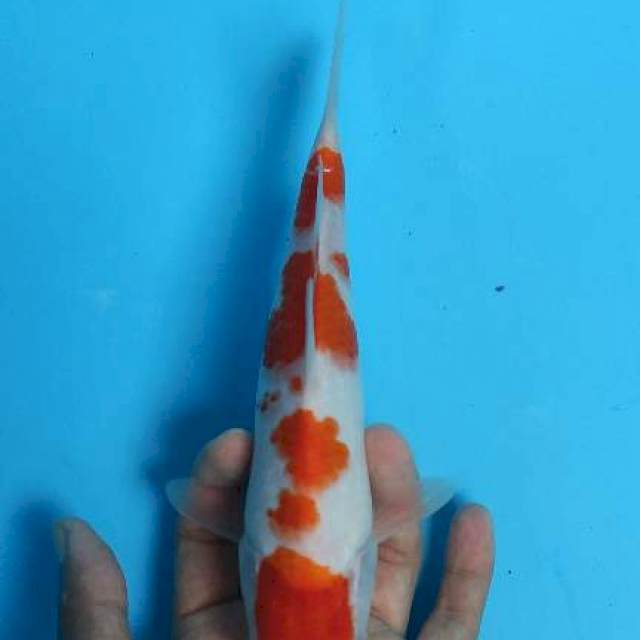 Kohaku