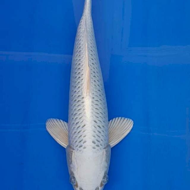 OMOSAKO GIN MATSUBA 51CM (SERTI SAMURAI KOI)