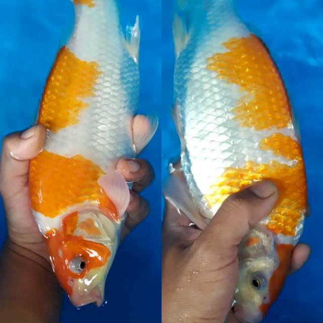 kohaku male berpunuk 31 cm