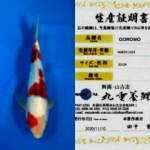 Goromo 33cm Marujyu Koi Farm certy