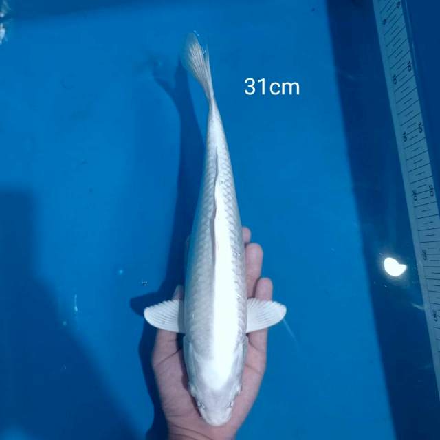C. Platinum Snow White