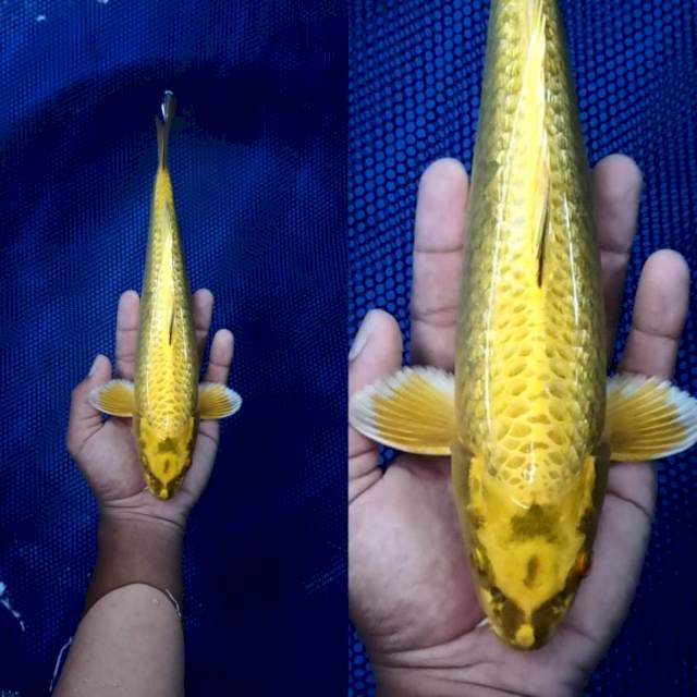 ⭐spesial yellow mukashi male