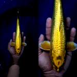 ⭐spesial yellow mukashi male