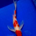 Butterfly kohaku red strong