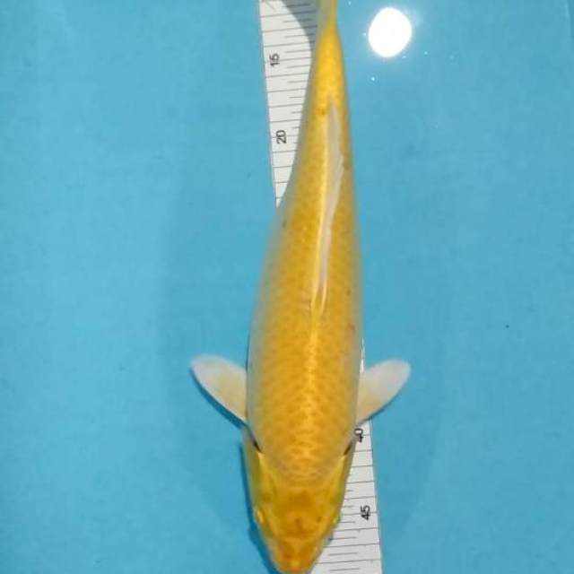 42cm munuk