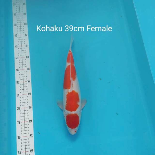 KOHAKU F1 CALON JUMBO 39cm 