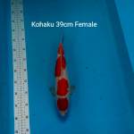 KOHAKU F1 CALON JUMBO 39cm 