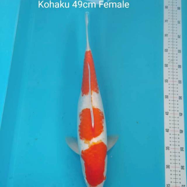 KOHAKU F1 INDUKAN 49cm