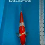 KOHAKU F1 INDUKAN 49cm