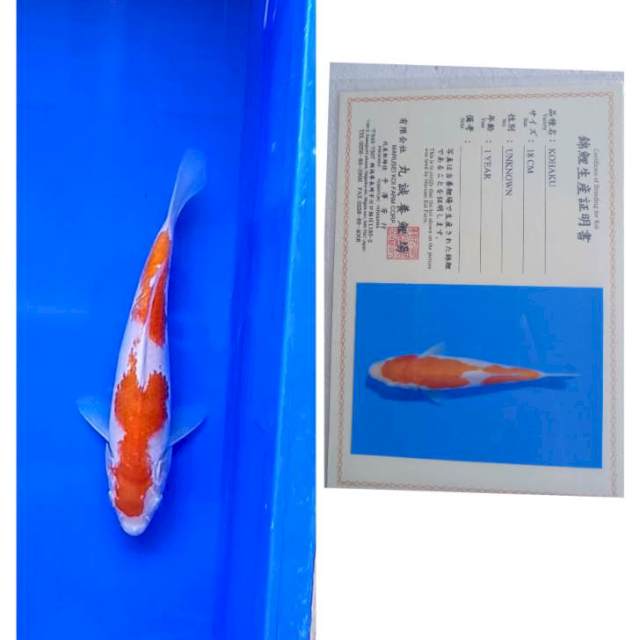 Kohaku Import Serti Marusei