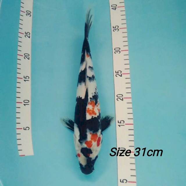 Showa 31cm