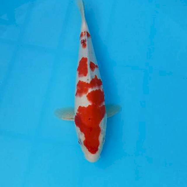 KOHAKU 31CM MALE