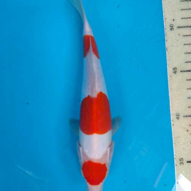 Maruten kohaku doitsu 21 cm