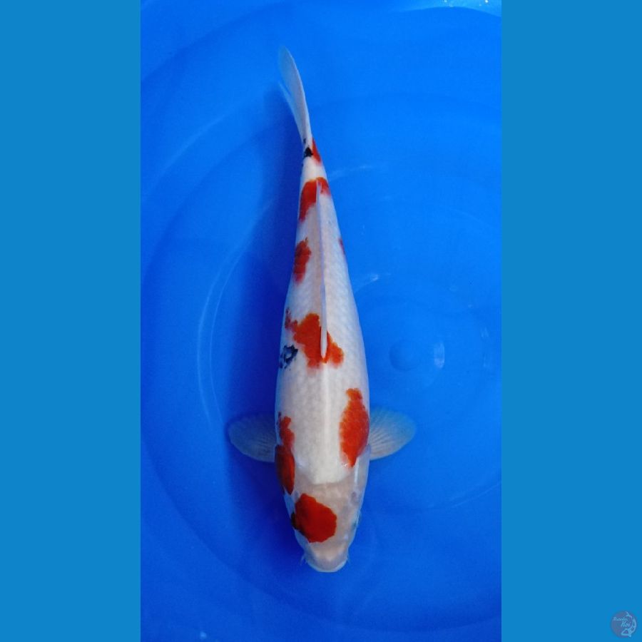 kindai showa 33cm