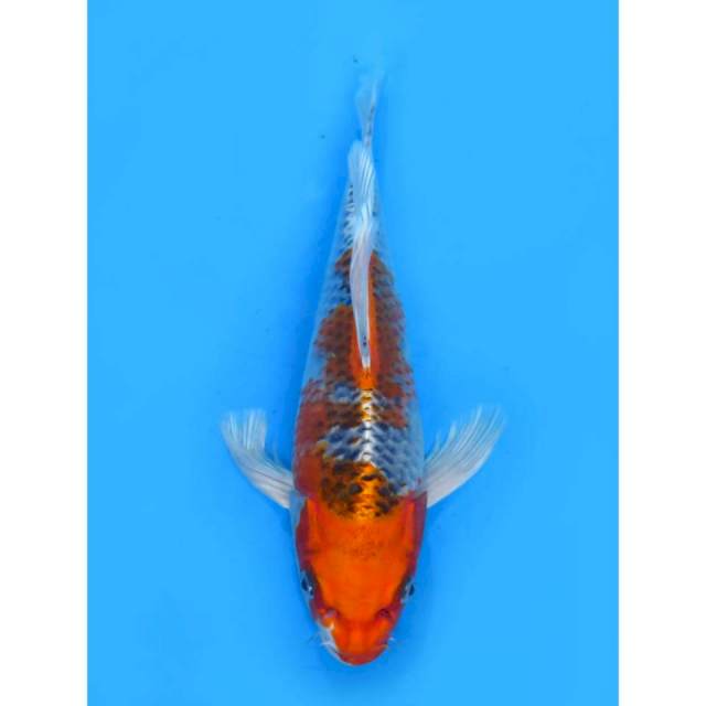 Kumpay Kujaku - 31cm Male