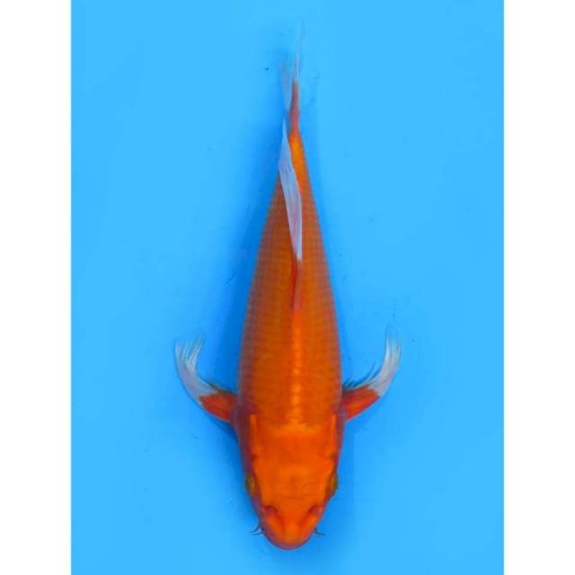 Kumpay Orenji - 32cm Male