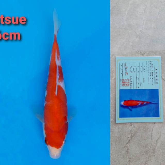 Matsue Kohaku 16cm certi