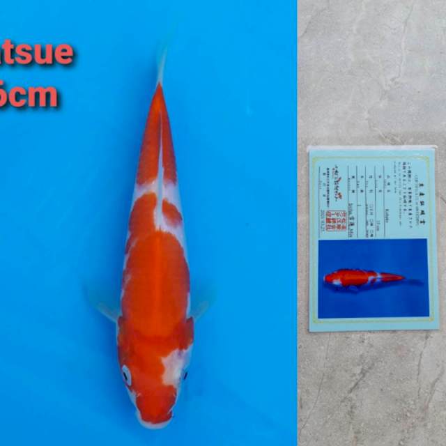 Matsue Kohaku 16cm certi