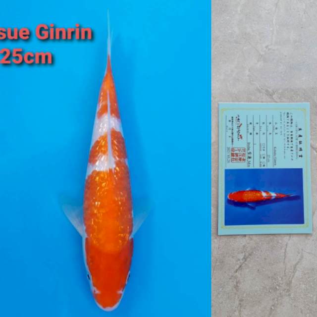 Matsue Kohaku Ginrin 25cm certi