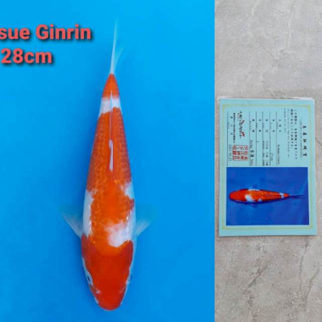 Matsue Kohaku 28cm certi