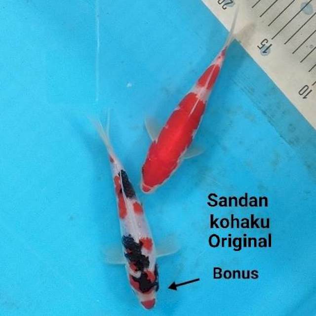 Sandan kohaku merah darah Ori