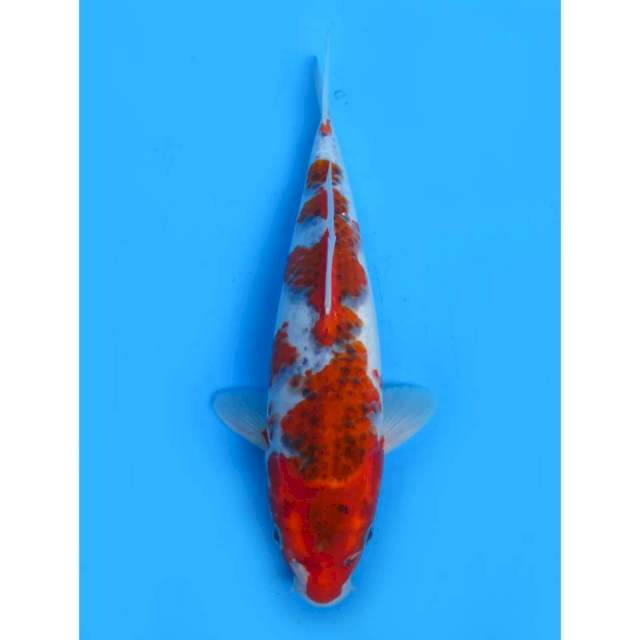 Red Ghosiki - 30cm Male