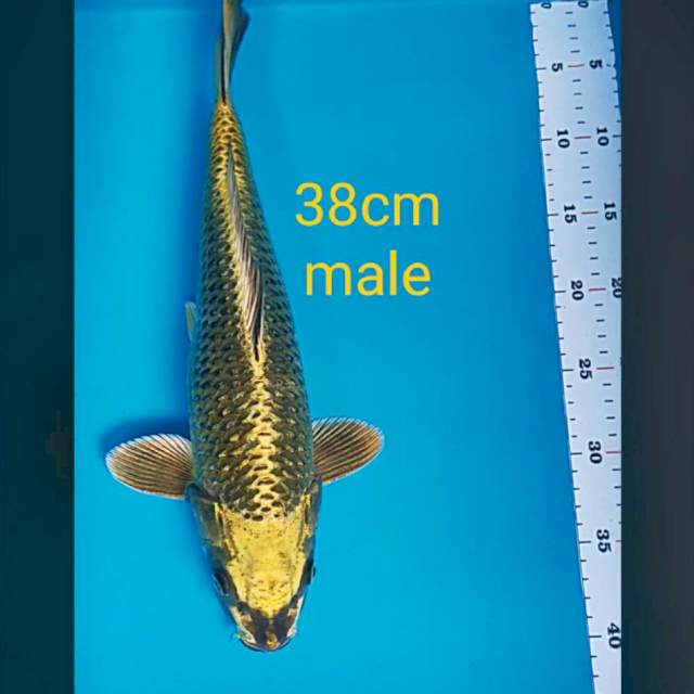 Strong mukashi 38cm male