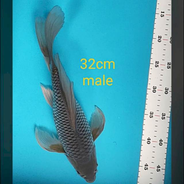 Kumpay soragoi 32cm male