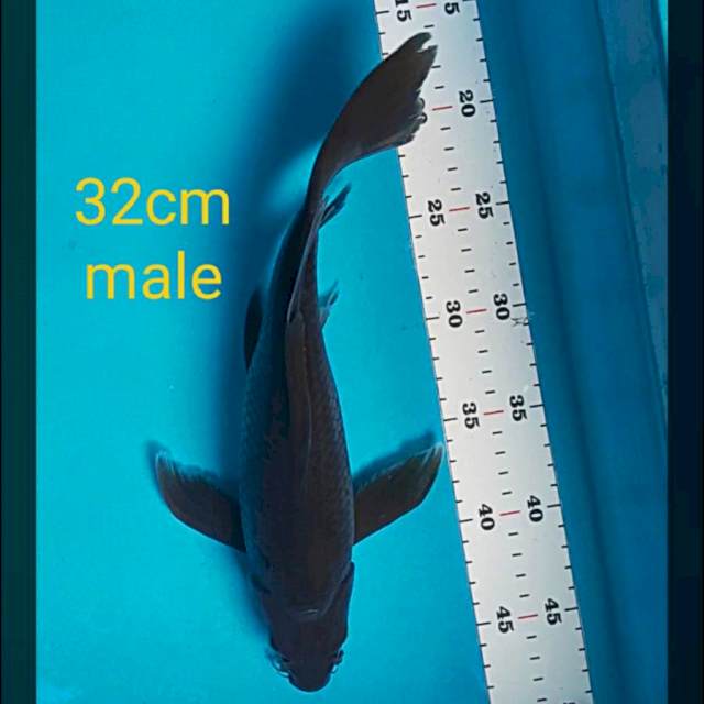 Kumpay karashu 32cm male
