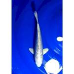 Platinum Ogon Ginrin Full 27cm (M)