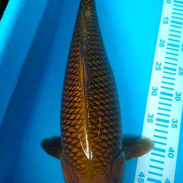 cagoi tembaga size 50cm