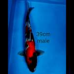 Showa jumbo 39 male