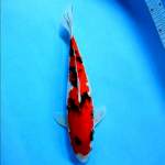 Red strong sanke 34 cm