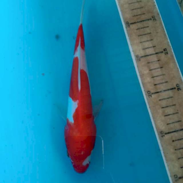 Kohaku Doitsu 21 cm