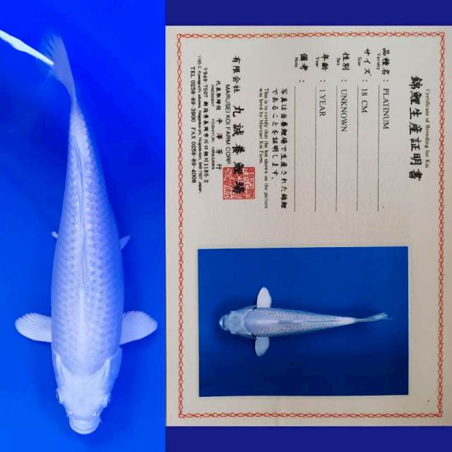 Platinum 26 cm Serti Marusei 