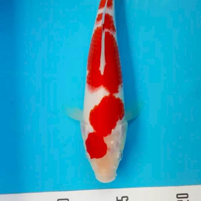 Kohaku 20cm