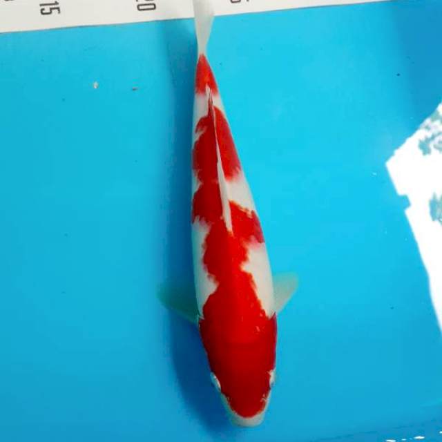 Kohaku 21cm