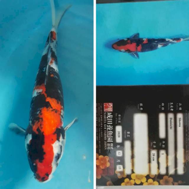 Showa Dainichi, 32cm (Korban B&R)