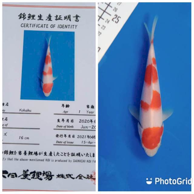 Kohaku tosai dainichi