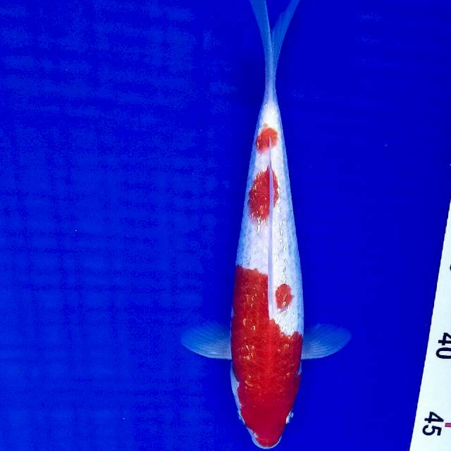 Kohaku ginrin 24cm