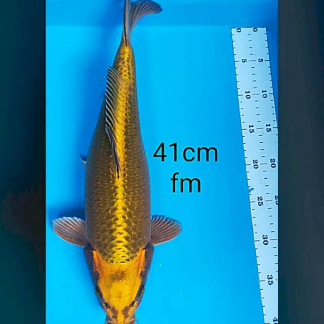 GOLD MUKASHI 41 cm