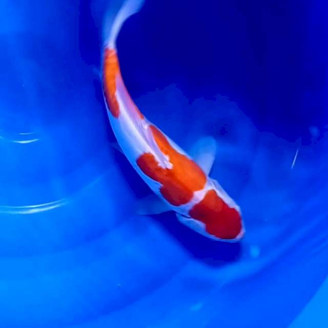 Kohaku Ceplok