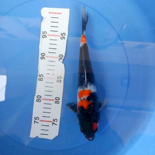 Showa 28cm