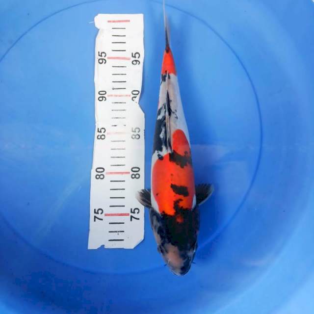 Showa doitsu 32cm