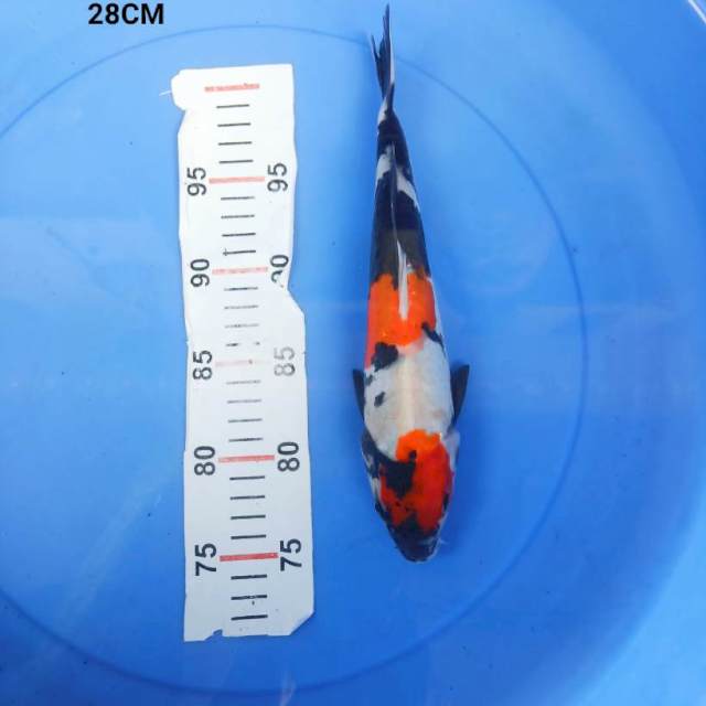 Showa doitsu 28cm