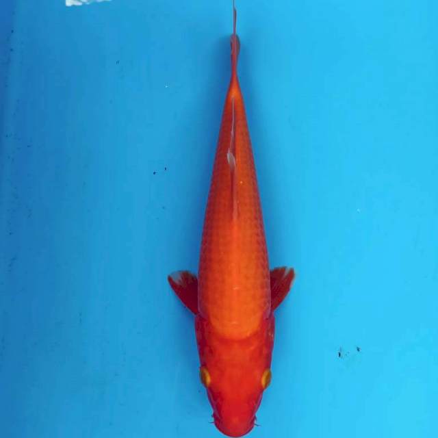 Benigoi 30 cm